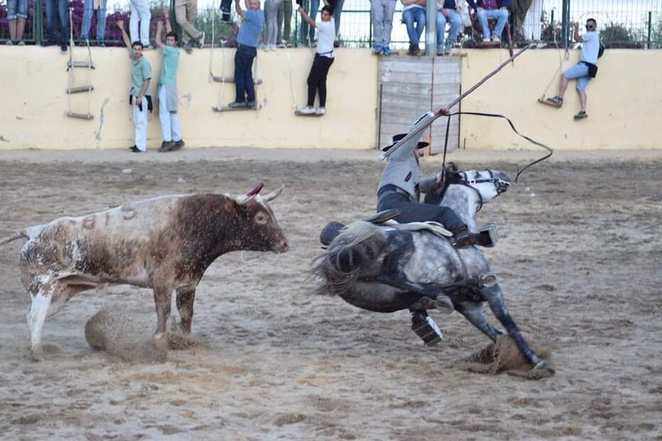 Cavalo morre durante festas do Colete Encarnado em Vila Franca de Xira