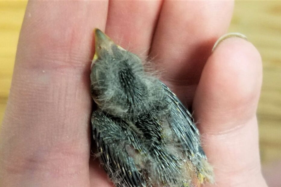 Pássaro vai de Uber ao veterinário