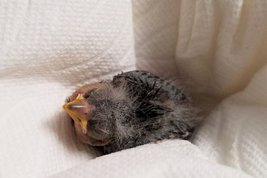 Pássaro vai de Uber ao veterinário