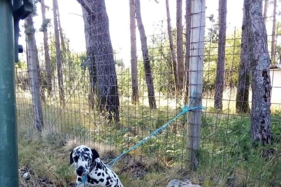 cão abandonado e amarrado 