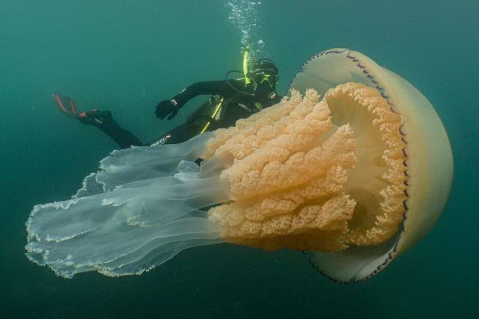 Alforreca do tamanho de um adulto surpreende mergulhadora na costa inglesa