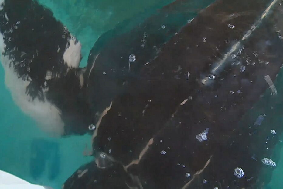 Tartaruga 'Quinas' alimenta-se todos os dias e está a recuperar bem