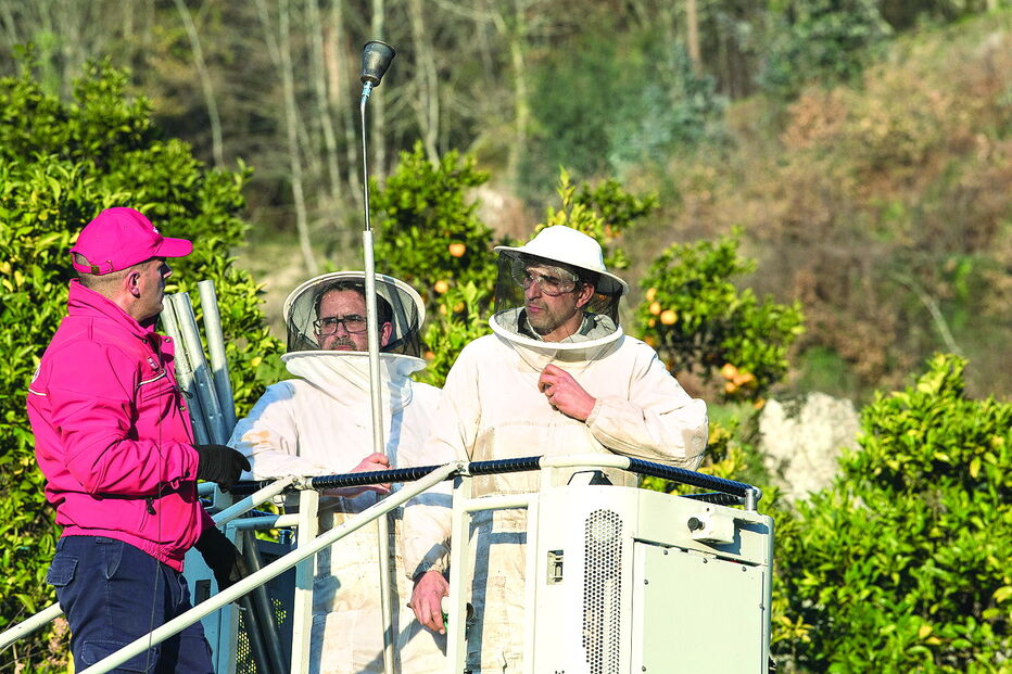 Marco de Canaveses é um dos concelhos afetados. A destruição de ninhos com recurso a incineração exige a presença de profissionais