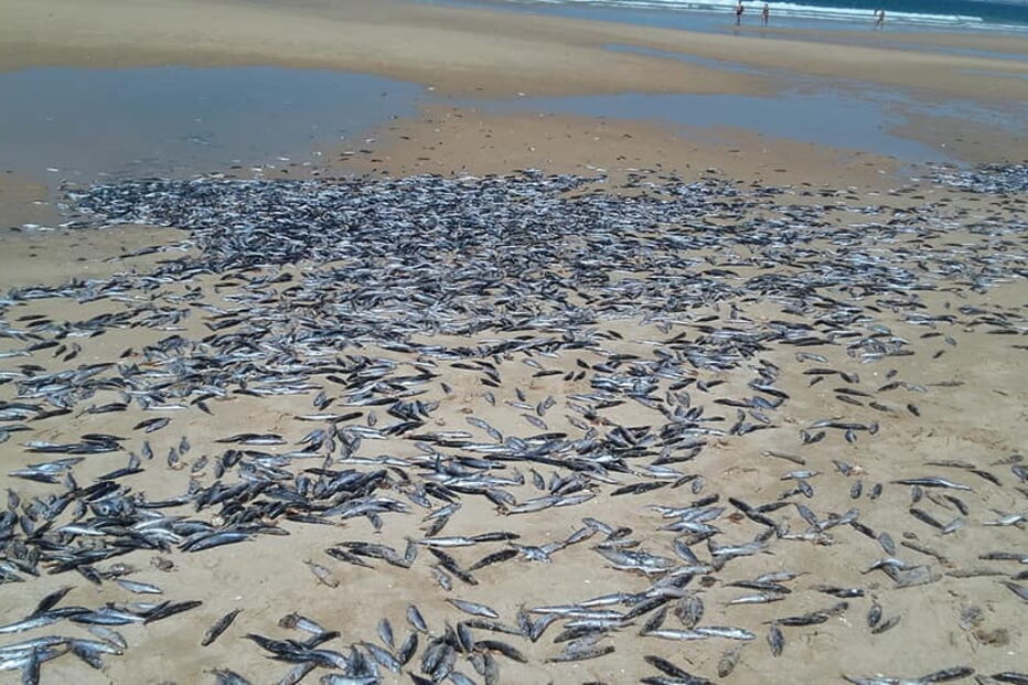 Milhares de peixes mortos na praia da Fonte da Telha