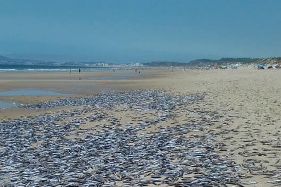 Milhares de peixes mortos na praia da Fonte da Telha