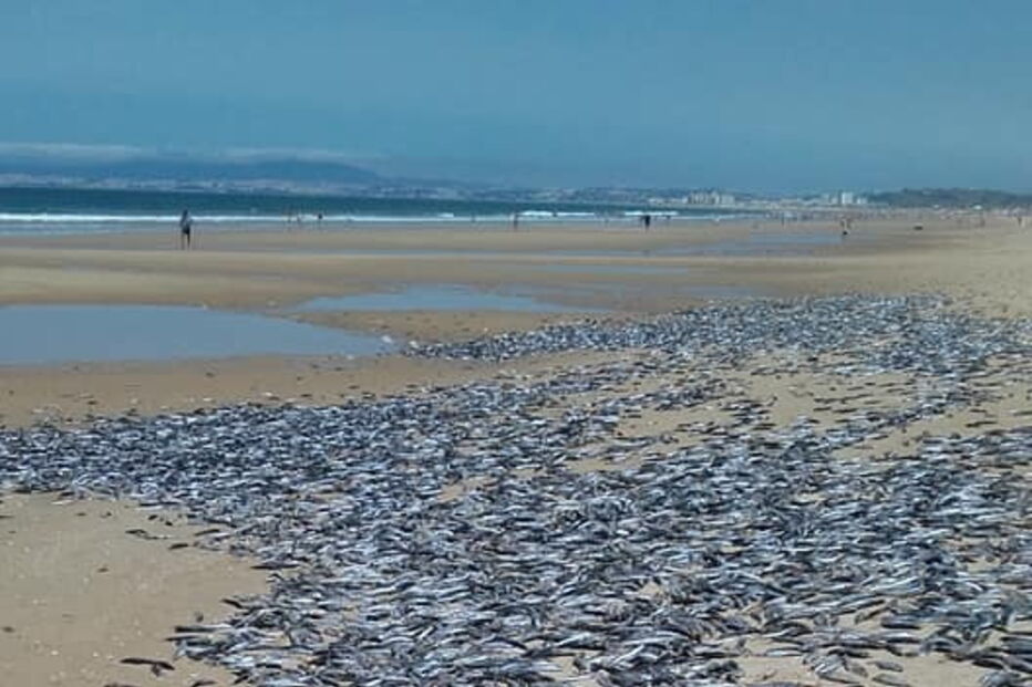Milhares de peixes mortos na praia da Fonte da Telha