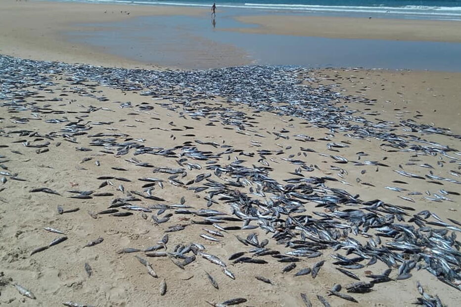 Milhares de peixes mortos na praia da Fonte da Telha