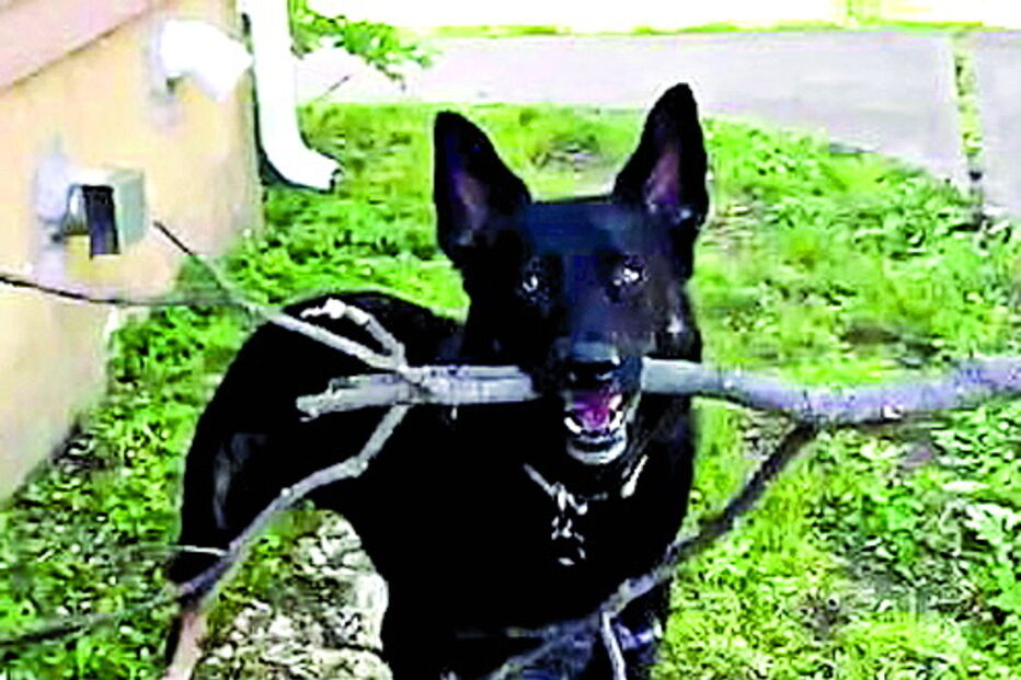 Cão obediente faz de estátua em Nova Iorque