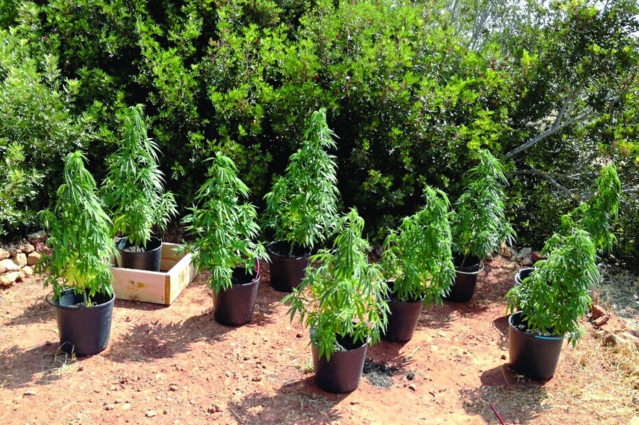 Plantas, com cerca de um metro de altura, estavam devidamente tratadas e acondicionadas em vasos individuais 