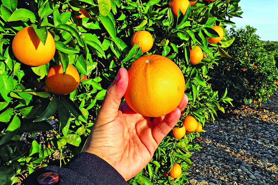 Laranja é um fruto com uma presença crescente na agricultura portuguesa. Produção aumentou 8% em 2018 