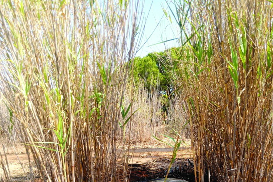 Derrame na ligação da Armona ao intercetor Olhão-Nascente