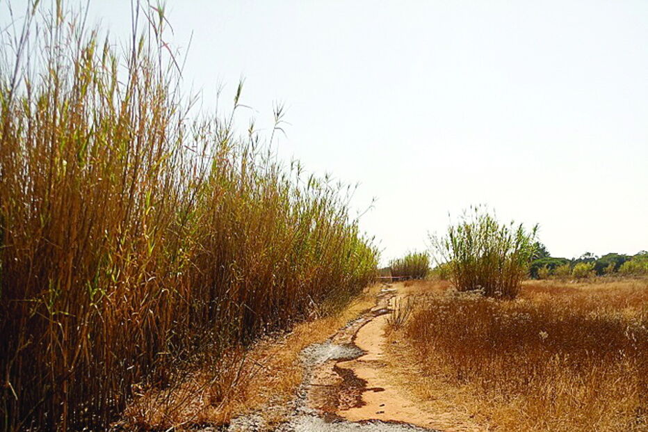 Esgoto espalhou-se pelos terrenos da ria Formosa 