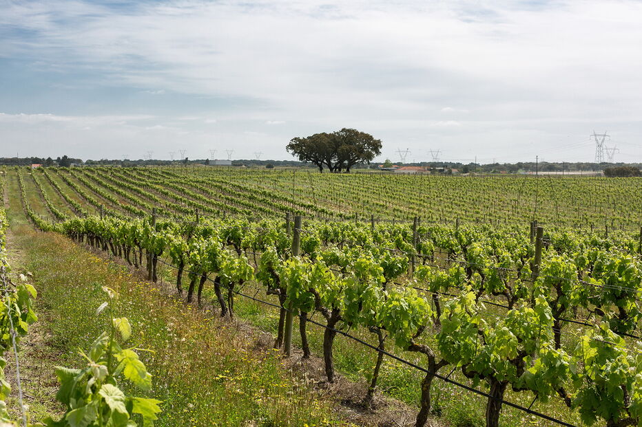 2019-07-26_10_09_41 Foto 6.jpg