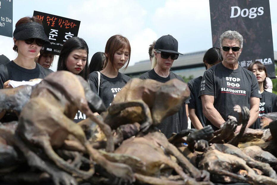Cães estão a ser salvos das fazendas de produção de carne na Coreia do Sul