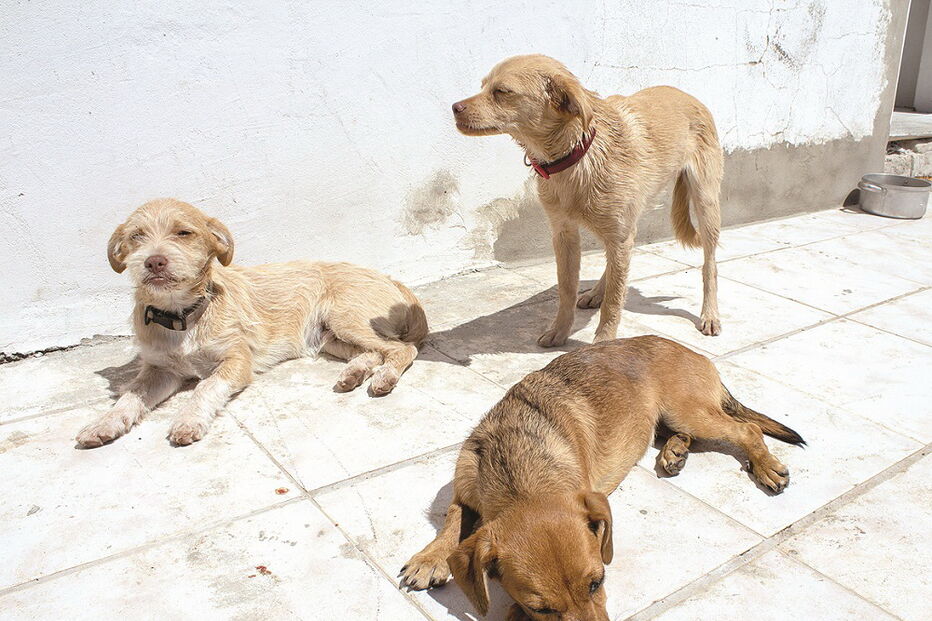 Mulher ficou com três cães, depois de uma cadela morrer e de outro estar desaparecido