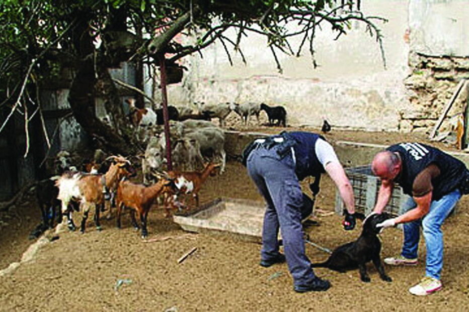 Animais foram resgatados de exploração em Marvila 