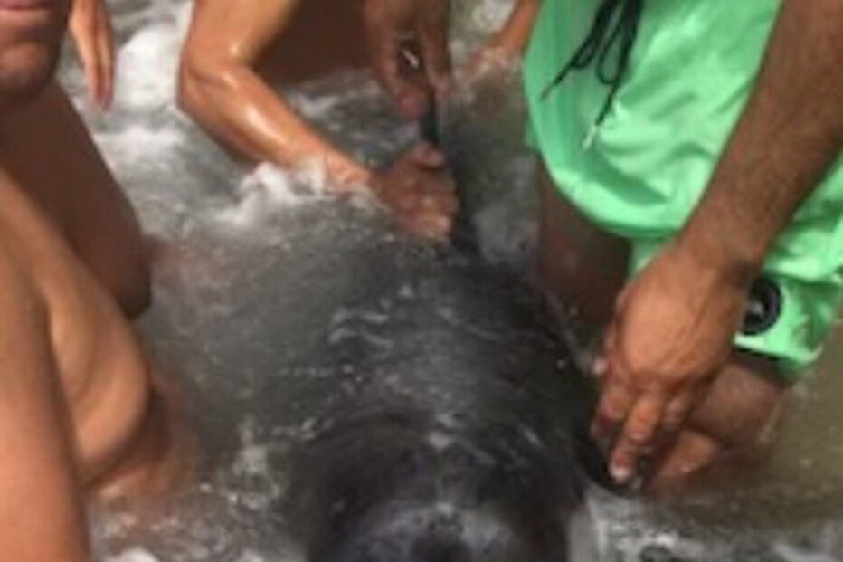 2019-07-28_15_50_29 Capture.JPG