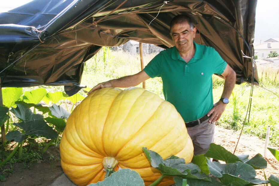 Fernando Santos, presidente da Junta de Aguiar de Sousa, junto da abóbora gigante, protegida do sol por uma barraca  