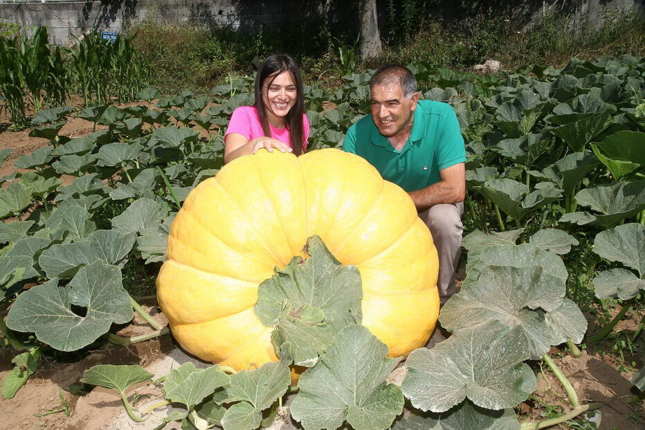Fernando Santos, presidente da Junta de Aguiar de Sousa, junto da abóbora gigante, protegida do sol por uma barraca  