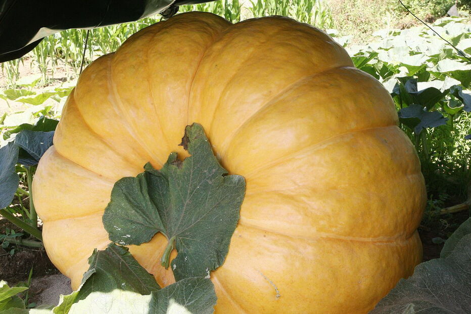 Fernando Santos, presidente da Junta de Aguiar de Sousa, junto da abóbora gigante, protegida do sol por uma barraca  