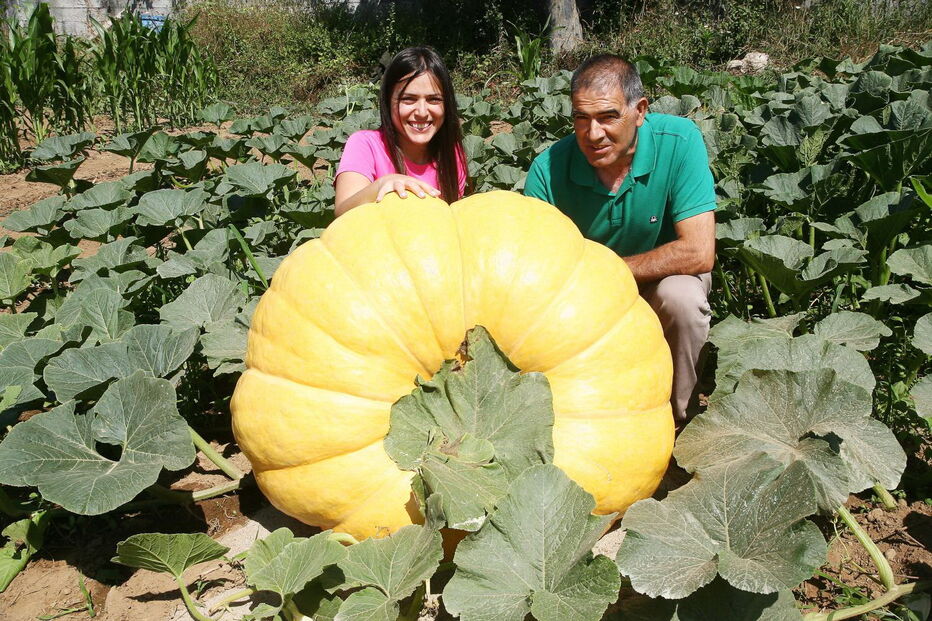 Fernando Santos, presidente da Junta de Aguiar de Sousa, junto da abóbora gigante, protegida do sol por uma barraca  