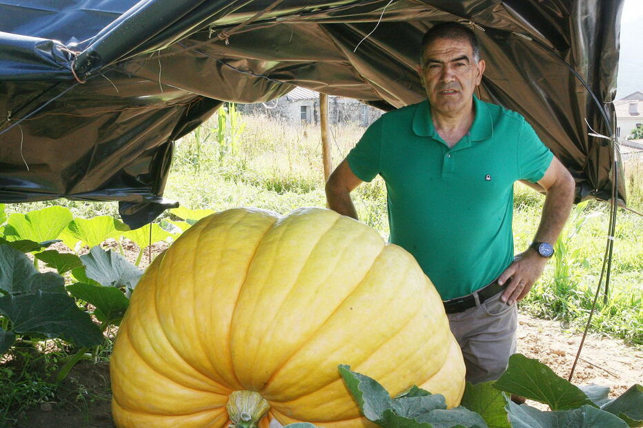 Fernando Santos, presidente da Junta de Aguiar de Sousa, junto da abóbora gigante, protegida do sol por uma barraca  
