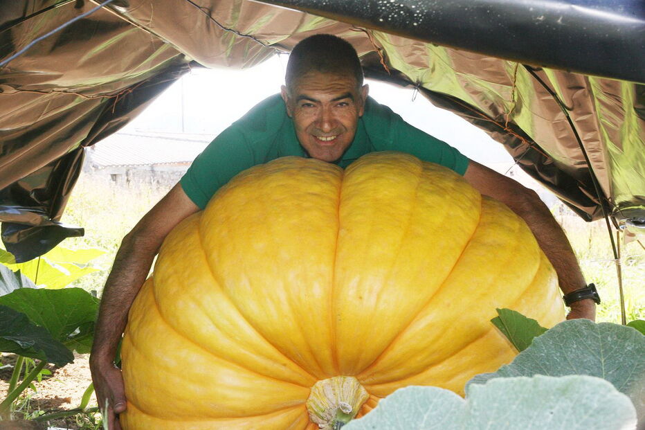 Fernando Santos, presidente da Junta de Aguiar de Sousa, junto da abóbora gigante, protegida do sol por uma barraca  