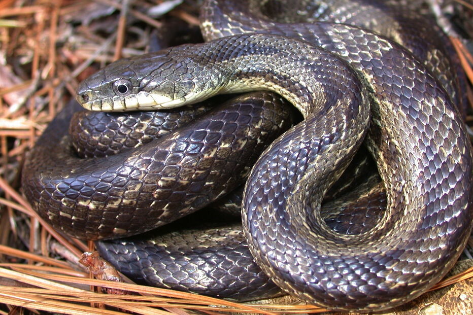 2019-07-29_14_37_05 Elaphe-obsoleta-10.18.03-SRS-SC-close2-copy.jpg