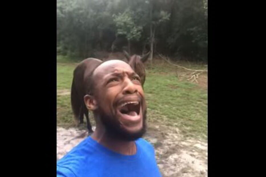 Vídeo de homem a cantar música do 'Rei Leão' com um burro torna-se viral