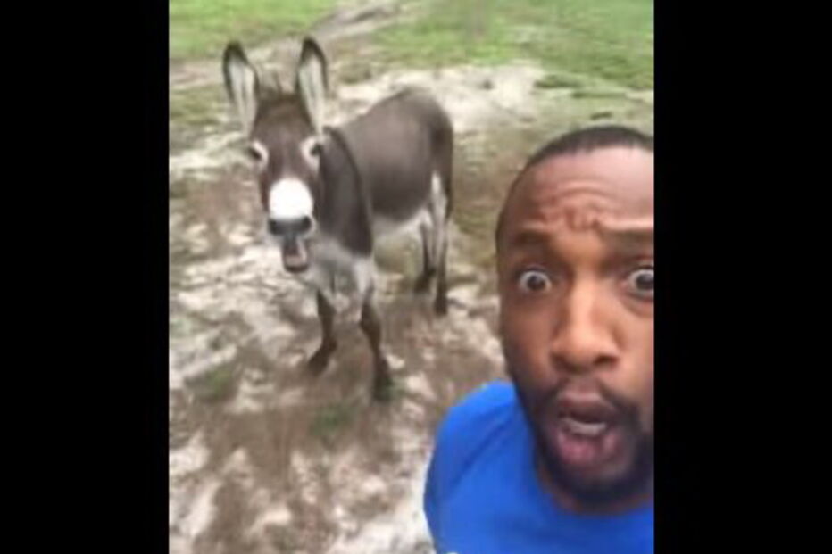 Vídeo de homem a cantar música do 'Rei Leão' com um burro torna-se viral