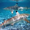 Tubarões são cada vez mais raros e mais pequenos perto de zonas habitadas