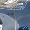 Vídeo mostra javalis a passear em parque de estacionamento da Amadora