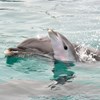 Golfinho bebé morre durante atuação em parque aquático