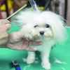Um workshop para donos vaidosos e cães bonitos