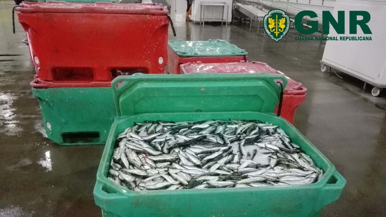 Resultado de imagem para Mais de duas toneladas de sardinha apreendidas em Aveiro