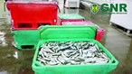 GNR aperta cerco à pesca de sardinha na lota 