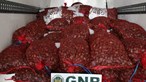 GNR apreende 3,6 toneladas de amêijoa japonesa em estado imaturo em Matosinhos