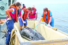 Animal foi acompanhado pelos técnicos do Zoomarine