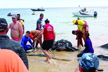 Resgate da tartaruga foi feito no dia 20 de junho, na meia praia, em lagos, depois de ter ficado presa em redes.