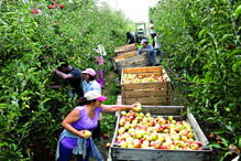 PS, PSD e CDS rejeitam corte na política agrícola e querem manutenção do orçamento