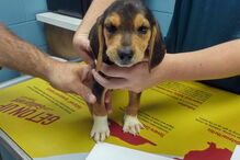 Beagle abandonado à beira da estrada