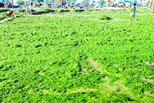 Manto verde criado por algas foi criado sobretudo na zona da rebentação nas praias entre Manta Rota e praia Verde