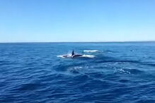 Família de 15 orcas avistada no Algarve durante passeio turístico 