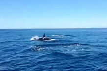 Família de 15 orcas avistada no Algarve durante passeio turístico 