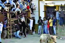 Animal que atingiu a vítima