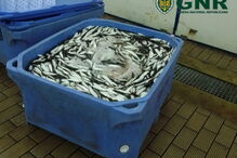 GNR apreendeu mais de três toneladas de sardinha em Aveiro e Olhão