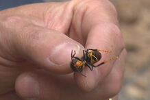Ninho de vespas nos jardins das Quintas das Conchas e dos Lilases em Lisboa