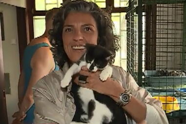 Saiba o que precisa para adotar um gato