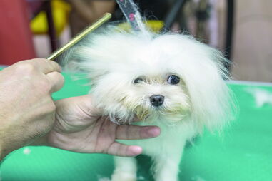 Grooming trata da estética canica