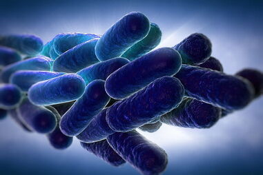 Legionella 